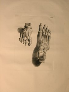 Albinus II, Pl. 33: Egy láb csontváza, illusztrációja az „Emberi csontok táblázataiból”, Bernhard Siegfried Albinus (1697-1770), kiadó: J.undH. Verbeek, bibliop. 1753, Leiden, 1729-1753